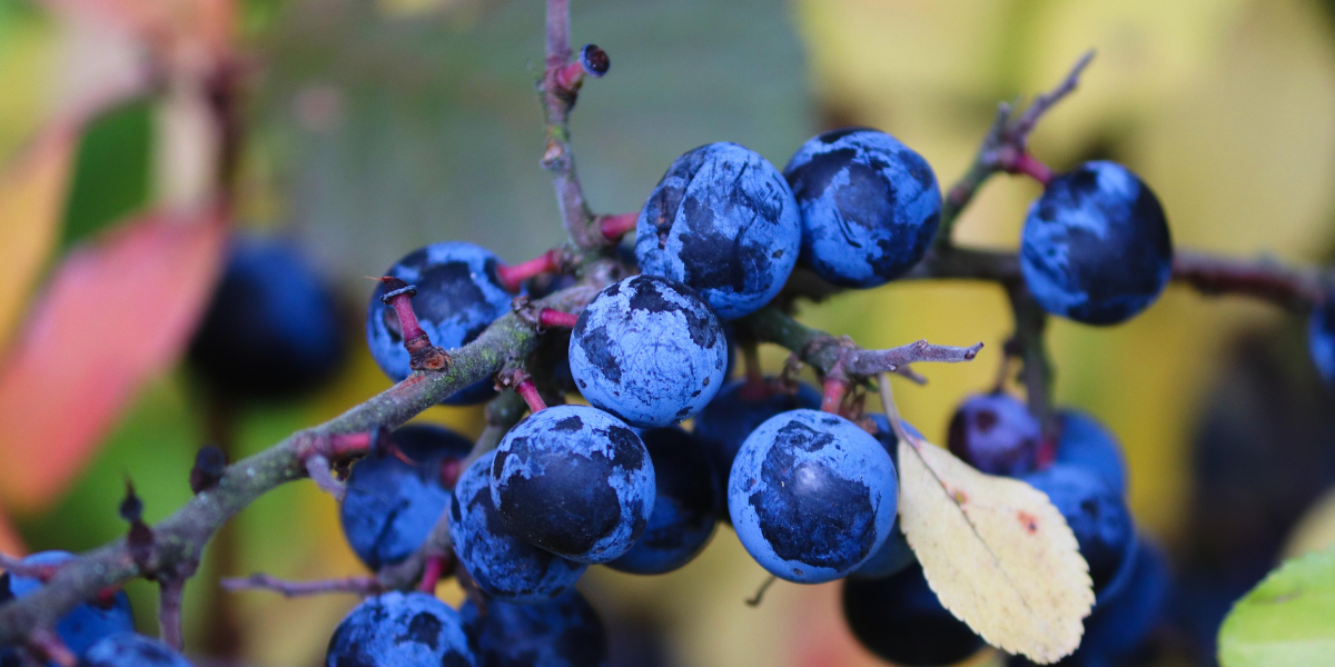 Sloes